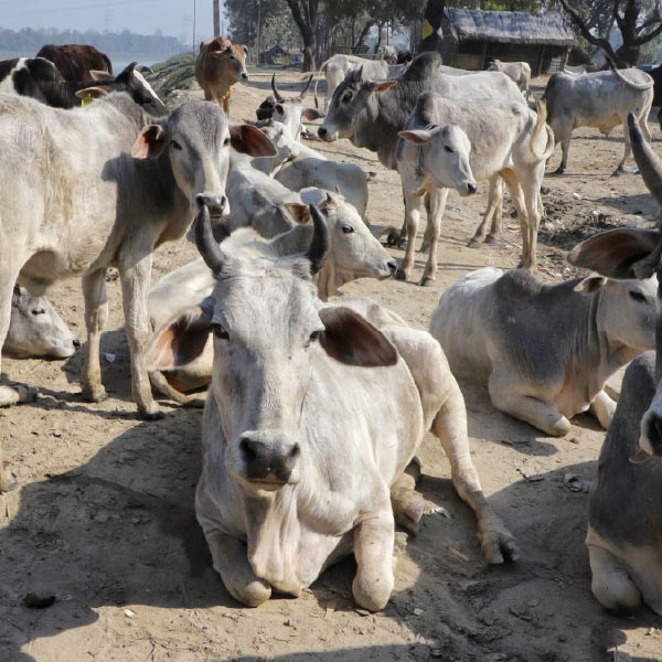  সম্প্রতি এনামুলের ঘনিষ্ঠদের বাড়ি এবং অফিসেও হানা দিয়েছে সিআইডি। কিছু দিন আগে মুর্শিদাবাদে চালকলে হানা দেয় রাজ্য সিআইডি। সেখান থেকে বেশ কিছু নথিপত্র উদ্ধার হয়। চালকল থেকে কি গরু পাচারের নকশা তৈরি হত? উঠছে এই প্রশ্নও।