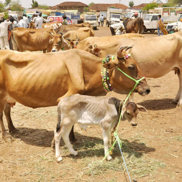 আব্দুলকেও গরু পাচার কাণ্ডে অন্যতম মাথা বলছেন তদন্তকারীরা। সহগলকে জিজ্ঞাসাবাদ করেও তাঁর নাম পাওয়া গিয়েছে বলে সিবিআই সূত্রে খবর। আবার সিবিআইয়ের অতিরিক্ত চার্জশিটেও নাম রয়েছে আব্দুল লতিফের। কিন্তু তাঁর নাগাল পাননি সিবিআই আধিকারিকরা। এ-ও শোনা যায়, লতিফ বাংলাদেশে ঘাঁটি গেড়েছেন।  