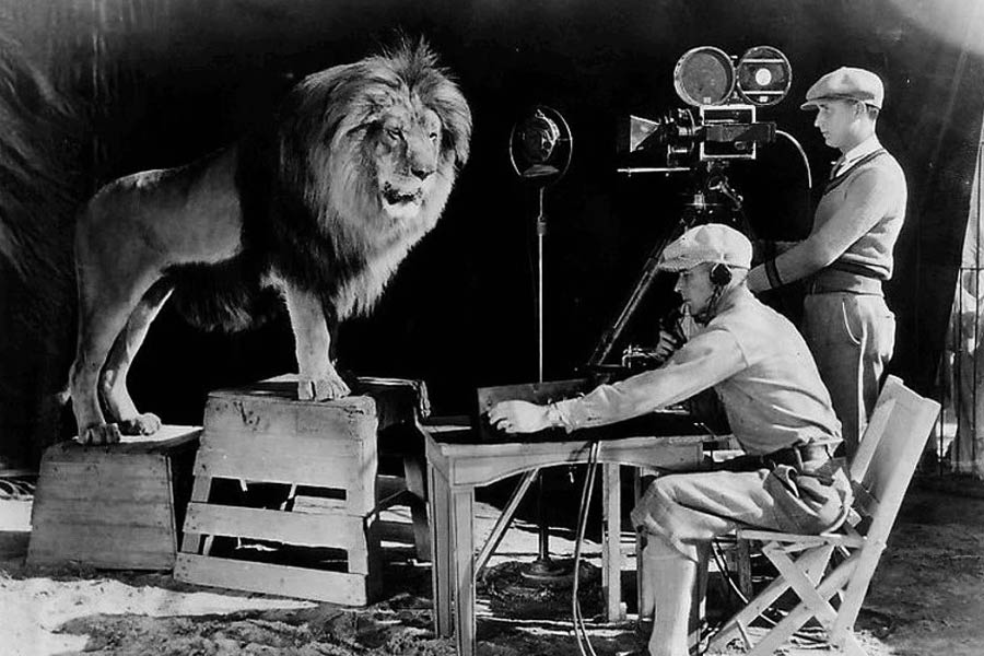 নামজাদা স্টুডিয়োগুলি এক সময় জাঁকিয়ে বসেছিল হলিউডে। তারই মধ্যে একটি ছিল মেট্রো গোল্ডউইন মেয়ার (এমজিএম)। এমজিএমের ছবি শুরুর আগে তাদের লোগোয় থাকা সিংহের গর্জনে কেঁপে উঠত সিনেমহলগুলি। ১৯২৮ সালে তাঁর লোগোর শ্যুটিংয়ে আনা হয়েছিল পেল্লাই আকারের এক সিংহ।