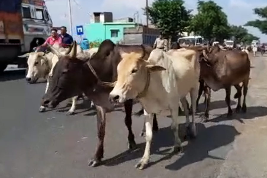 ঝাড়খণ্ড থেকে কেনা হয়েছিল গরু।