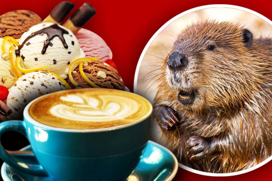 সকালে এক কাপ কফি না খেলে ঘুম ভাঙে না? বাইরে বেরোলেই পিৎজা বা আইসক্রিম খেতে ইচ্ছা করে? যদি জানতে পারেন এই খাবারগুলি কী ভাবে তৈরি হয় তার পরেও কি তা আপনার প্রিয় খাবারের তালিকায় থাকবে?