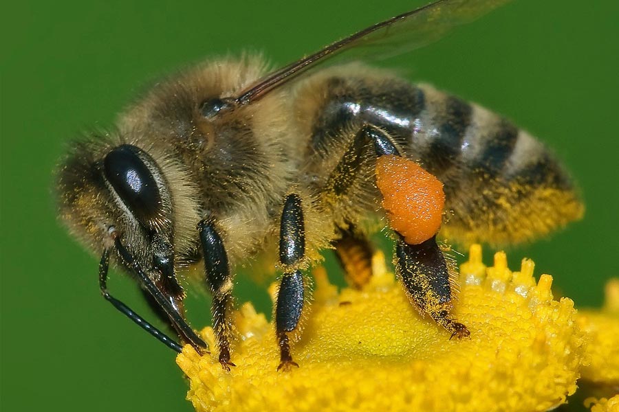আসলে মৌমাছির পেটের ভিতর নেকটর জমা হতে থাকে। এই নেকটর আসলে একটি তরল যা মৌমাছি ফুল থেকে সংগ্রহ করে। একটি নির্দিষ্ট সময়ে যখন পেটে নেকটরের পরিমাণ অতিরিক্ত বেড়ে যায় তখন তা বমি করে বাইরে বার করে দেয় মৌমাছিরা। সেই নেকটর থেকে জল শুকিয়ে যাওয়ার পর মধু সংগ্রহ করা হয়।