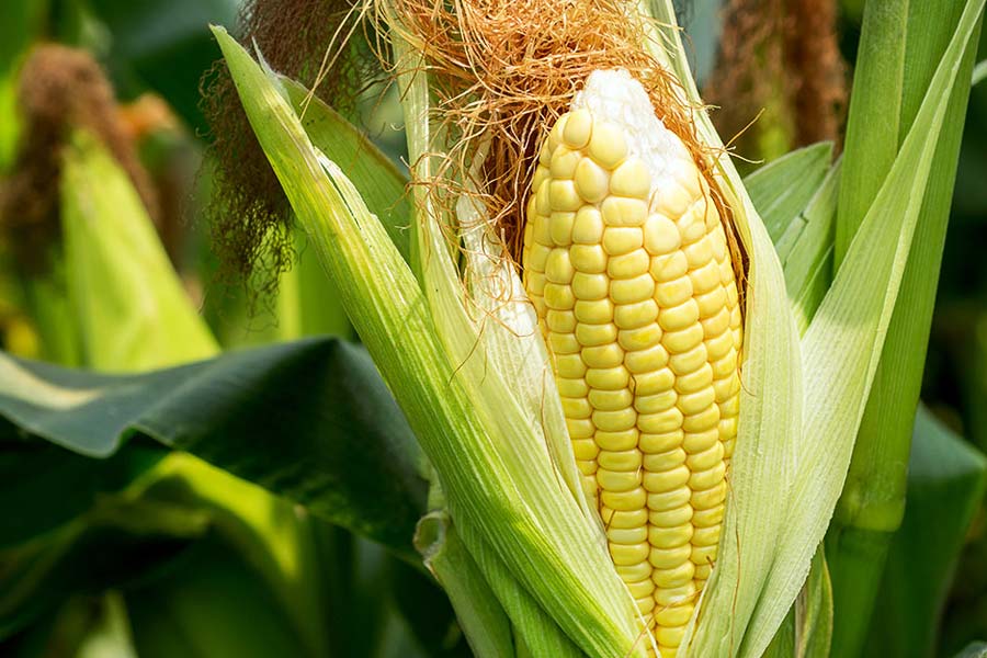 থুতুর মধ্যে যে উৎসেচক থাকে তা ভুট্টার মধ্যে থাকা স্টার্চের সঙ্গে মিশে এক ধরনের কেক তৈরি করে যা থেকে বিয়ার তৈরি করতে কাজে লাগে।