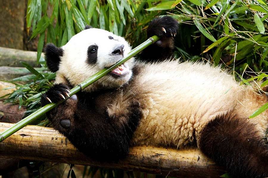 পান্ডার সঙ্গে বাঁশের সখ্য কতটা তা আমরা সকলেই জানি। পান্ডা বাঁশ খায় ঠিকই, কিন্তু তার ৩০ শতাংশ মাত্র হজম করতে পারে। বাকি মলের মাধ্যমে ত্যাগ করে দেয়। তবে, এই বাঁশের মধ্যে প্রচুর পুষ্টিগত উপাদান রয়েছে যা মানুষ খেলে স্বাস্থ্যের উন্নতি হয়।