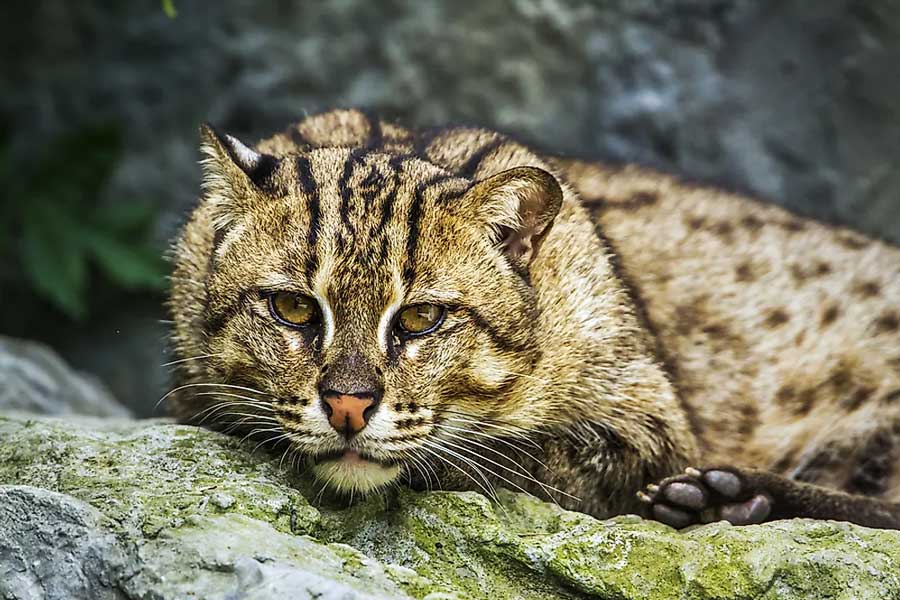 দক্ষিণ-পূর্ব এশিয়ায় এক বিশেষ প্রজাতির বিড়াল রয়েছে যা কোপি লুয়াক কফি খাদ্য হিসাবে গ্রহণ করে। পরে এই বিড়াল মল ত্যাগ করলে সেখান থেকে কফির বীজ সংগ্রহ করা হয়।
