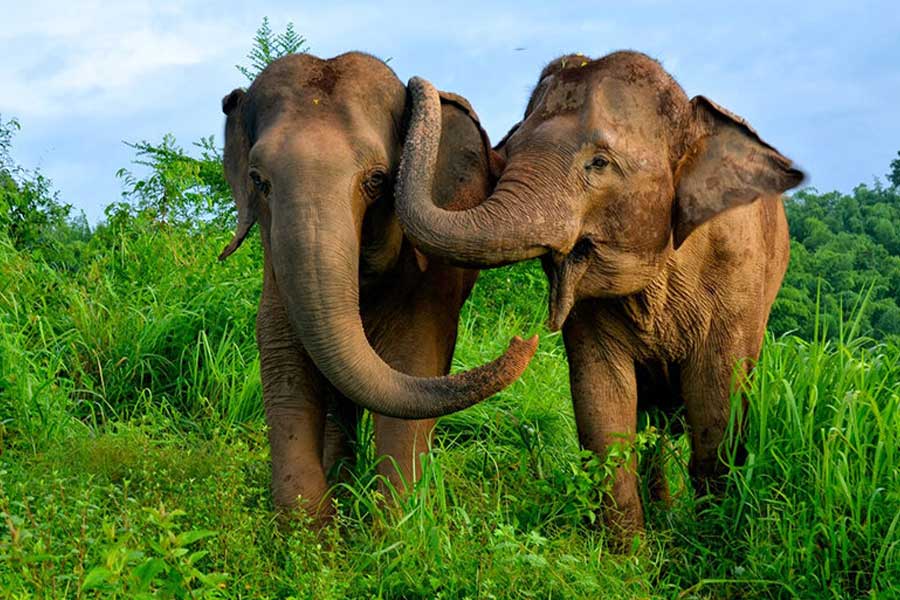 তাইল্যান্ডের ‘গোল্ডেন ট্রায়ঙ্গল এলিফ্যান্ট ফাউন্ডেশন’ অঞ্চলে যে হাতি রয়েছে সেগুলি এক ধরনের কফি বীজ খায়। পরে হাতিগুলি মল ত্যাগ করলে সেখান থেকে কফি বীজ সংগ্রহ করা হয়। তা থেকে তৈরি হয় জাপানের এই বিয়ার।