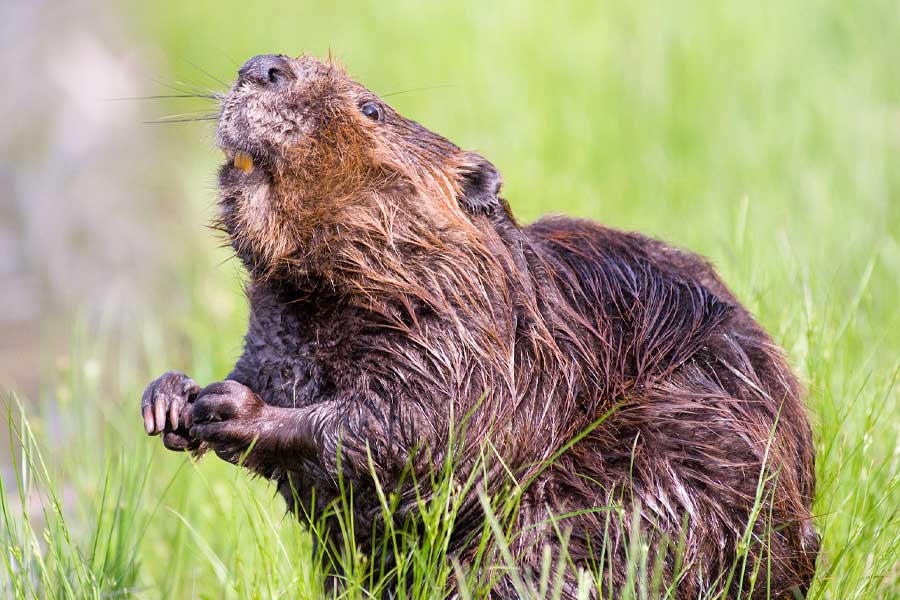 পায়ুথলির কাছে এই ক্যাস্টর থলি থাকে। তাই ক্যাস্টোরিয়ামের সঙ্গে মল অথবা মূত্রের কিছু পরিমাণ উপস্থিত থাকে। ক্যাস্টোরিয়ামের গন্ধ একদম ভ্যানিলার মতো। তাই কিছু বানানোর সময় ভ্যানিলার গন্ধ আনতে এটি ব্যবহার করা হয়।