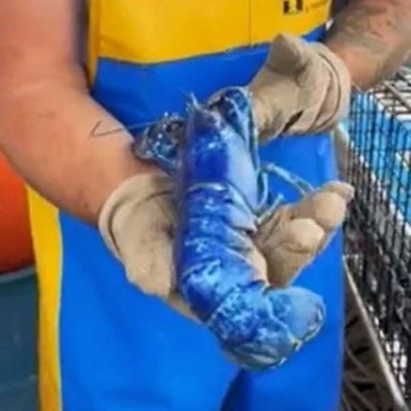 ২০ লক্ষ লবস্টারের মধ্যে একটির রং এমন নীল হয়।