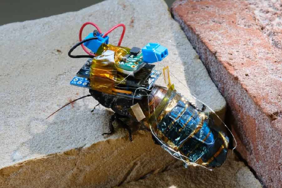 প্রচলিত আছে ভূমিকম্প হলে বাড়িঘর এবং মানুষজনের ক্ষতি হলেও আরশোলাদের কোনও ক্ষতি হয় না। আর সেই নীতি ধরেই ‘সাইবর্গ আরশোলা’ বানিয়ে তাক লাগালেন  জাপানের বিজ্ঞানীরা। তবে পুরোপুরি যান্ত্রিক ভাবে তৈরি হচ্ছে না এই আরশোলাগুলি। জীবন্ত আরশোলার দেহে আধুনিক প্রযুক্তি ব্যবহার করেই এই ‘সাইবর্গ আরশোলা’ তৈরি করা হচ্ছে।