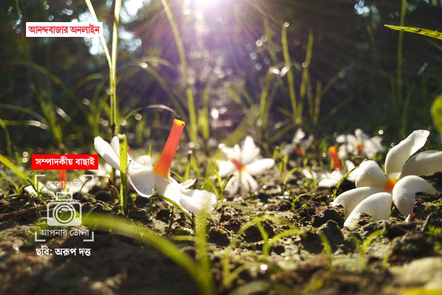 ছবি: অরূপ দত্ত।