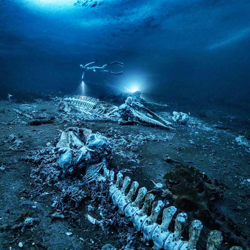 তিমির কবরখানা! চমকে ওঠার কিছু নেই। গ্রিনল্যান্ডের টাসিলাক সাগরের নীচে ১৫-২০ ফুট অবধি গেলেই দর্শন মিলতে পারে তার। 