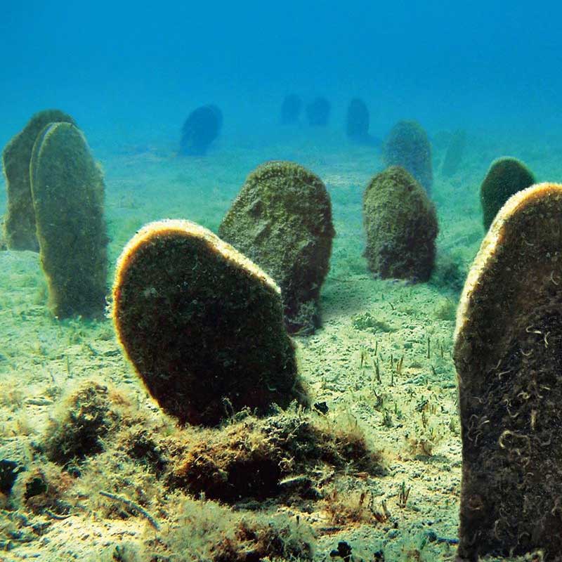 একটি প্রমাণ আকারের নীল তিমির ওজন ৩০টি হাতির সমান হতে পারে। তাদের হৃদ্‌যন্ত্রেরই ওজন প্রায় ১৮০ কেজি। তাদের জিভটি পর্যন্ত একটি ছোট হাতির ওজনের সমান হতে পারে।