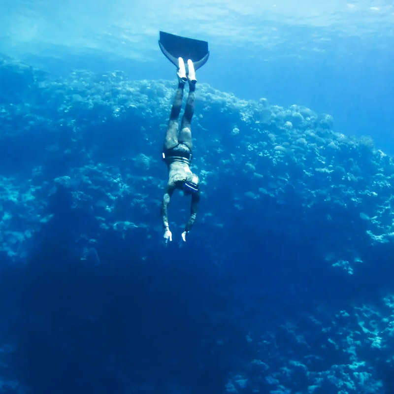 তিমি মাছ পৃথিবীর অন্যতম দীর্ঘজীবী প্রাণী। কিন্তু বর্তমানে নানা কারণে তাদের সংখ্যা ক্রমশ কমে আসছে। ক্যালিফোর্নিয়া উপকূল-সহ বিশ্বের যে সব স্থানে তিমিদের আনাগোনা বেশি, সেখানে কমছে তিমিদের সংখ্যা।