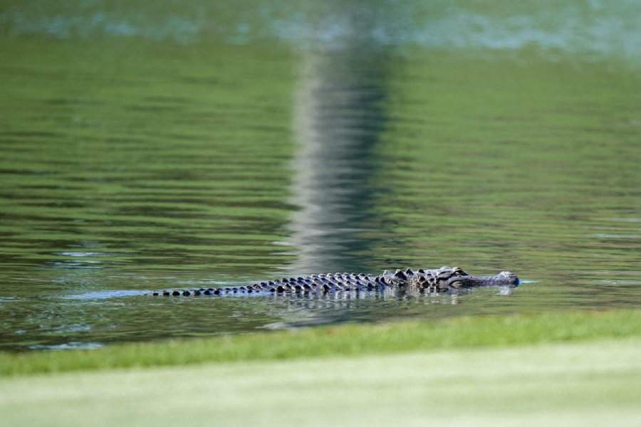 Florida man allegedly killed wife and child whose body was recovered from alligator.