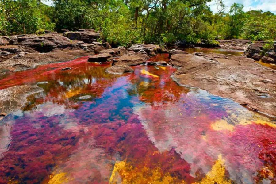 The Rainbow River in Colombia has different colored water flow to attract tourists.
