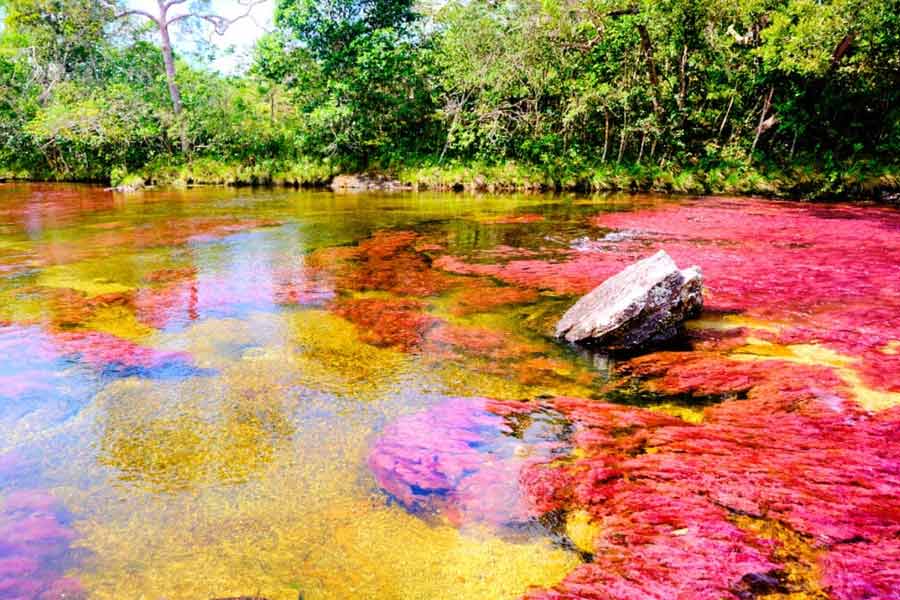 The Rainbow River in Colombia has different colored water flow to attract tourists.