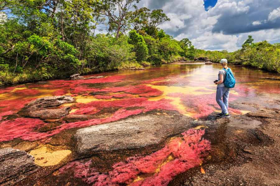 The Rainbow River in Colombia has different colored water flow to attract tourists.
