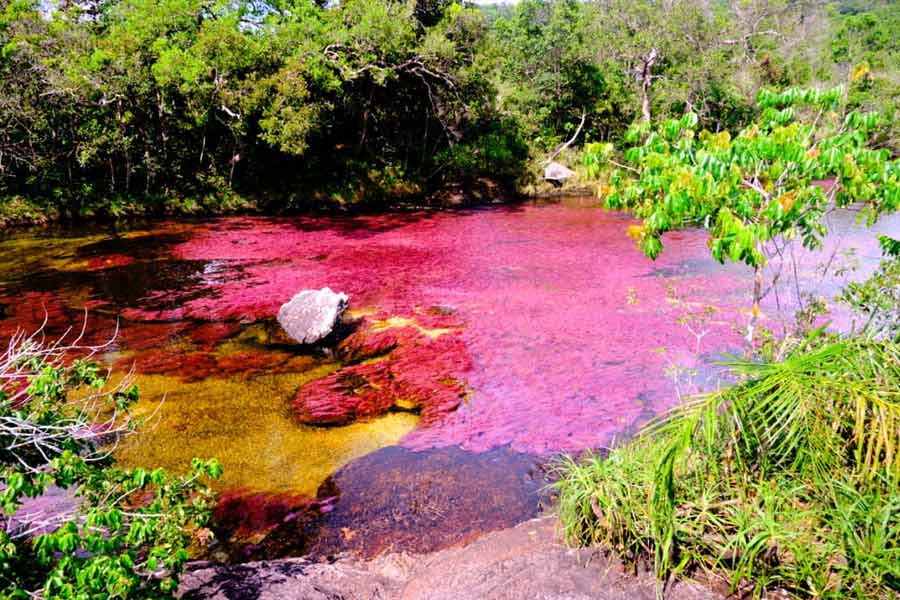 The Rainbow River in Colombia has different colored water flow to attract tourists.
