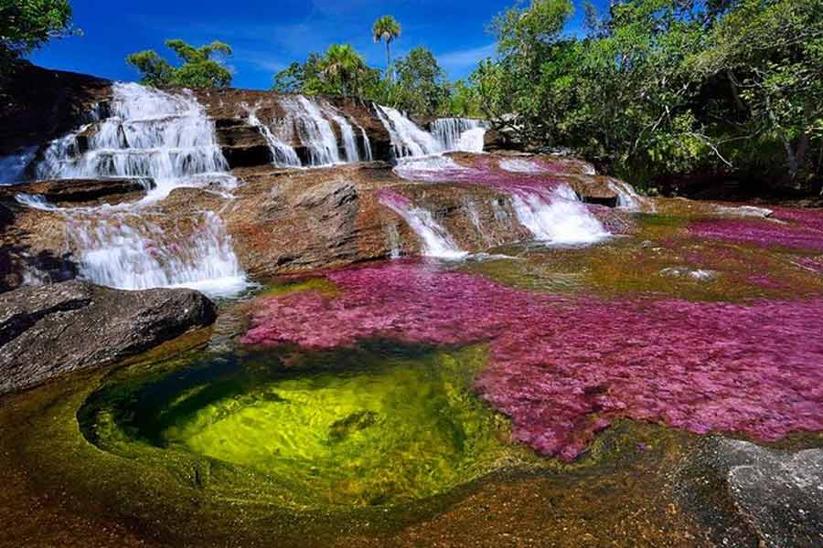 The Rainbow River in Colombia has different colored water flow to attract tourists.
