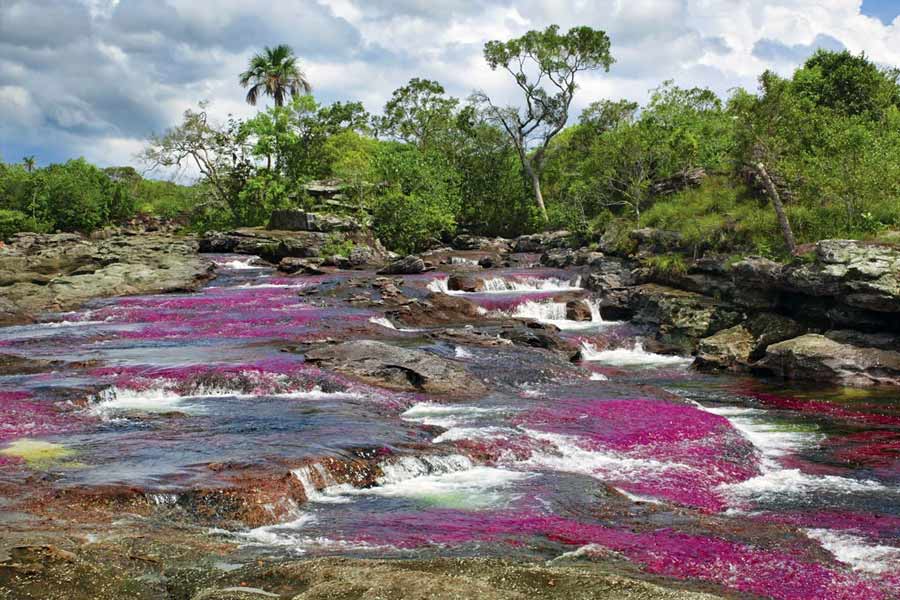 The Rainbow River in Colombia has different colored water flow to attract tourists.