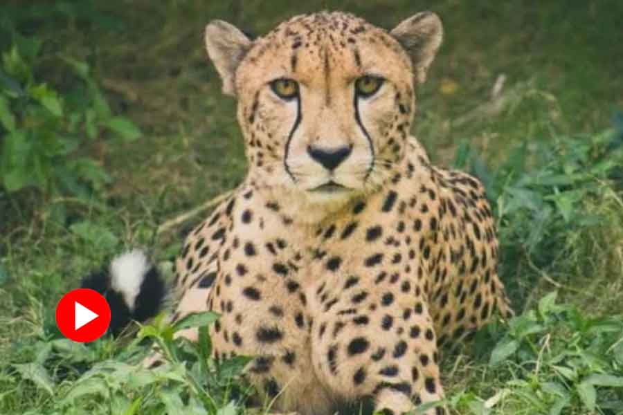 Cheetah fled from kuno