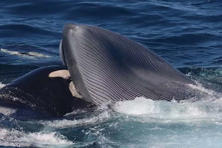 representative photo of whale