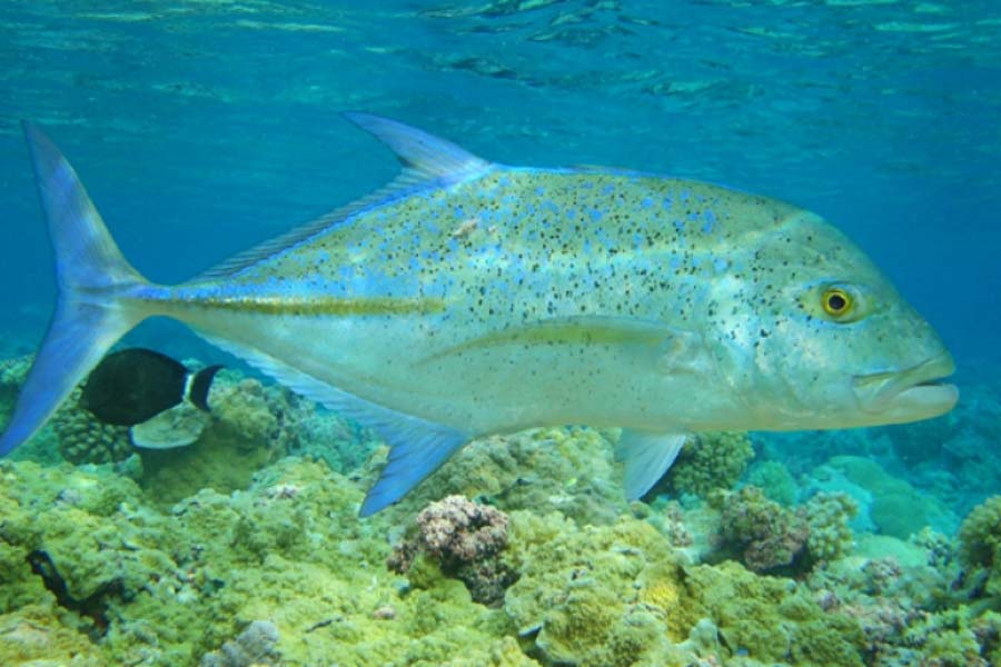 representative photo of fish