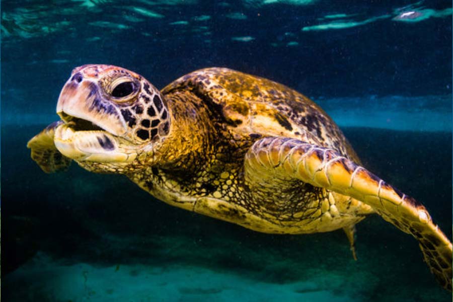 representative photo of  turtle