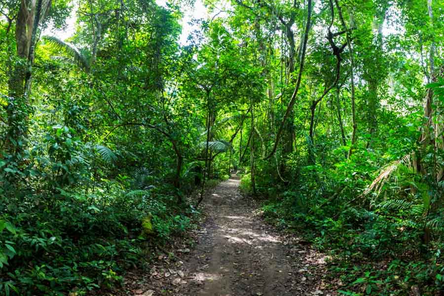 representative photo of forest