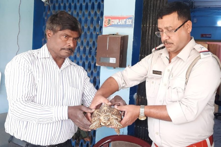 Moribund tortoise recovered from Balagarh