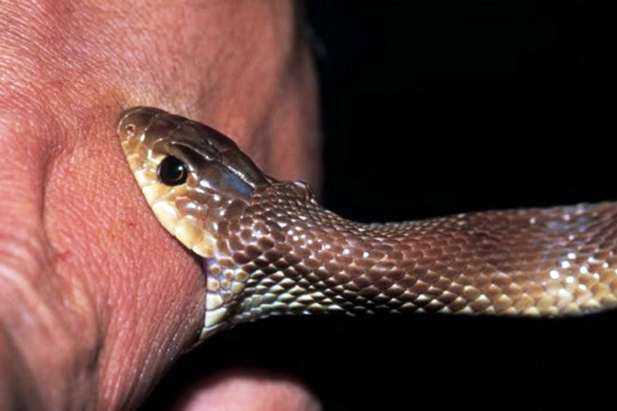 An image of snake bite