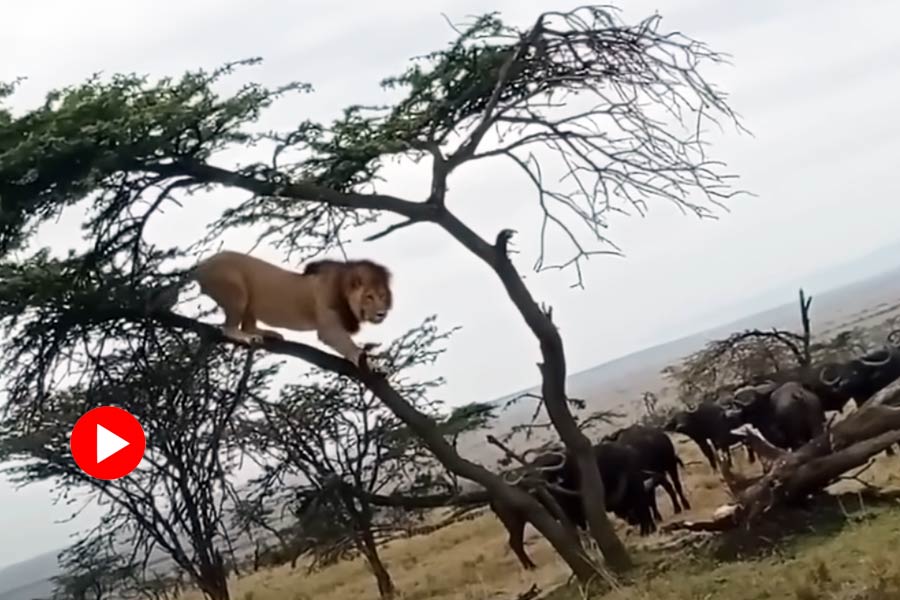 Lion outnumbered by buffaloes in Jungle as video goes viral.