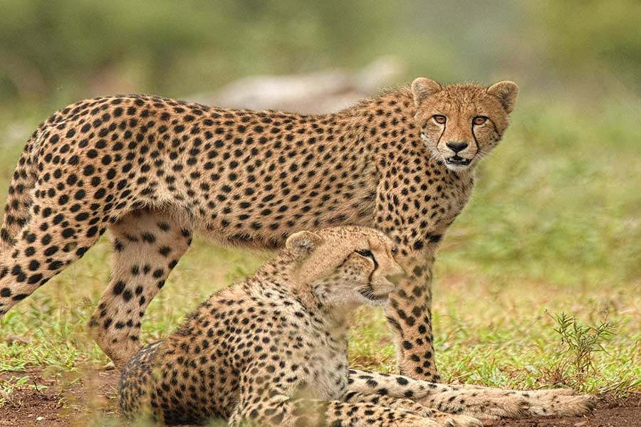 Following partner Oban, Cheetah Asha leaves Kuno and enters surrounding village 