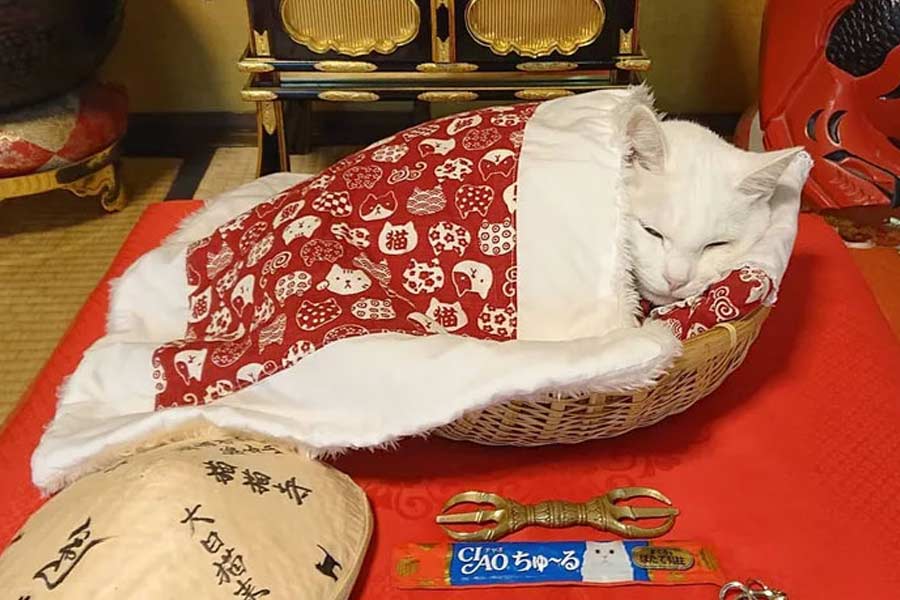 দেশে-বিদেশে ছড়িয়ে রয়েছে অসংখ্য মন্দির-মসজিদ-গির্জা। আরাধ্যকে শ্রদ্ধা জানাতে বিভিন্ন ধর্মস্থান, উপাসনালয় তৈরি করেছে আলাদা আলাদা ধর্মাবলম্বী সম্প্রদায়। কিন্তু কখনও কোথাও বিড়ালের মন্দির চোখে পড়েছে কি? অবিশ্বাস্য লাগলেও পৃথিবীর বুকে এমন এক মন্দির রয়েছে যেখানে পূজিত ‘মার্জারদেব’!