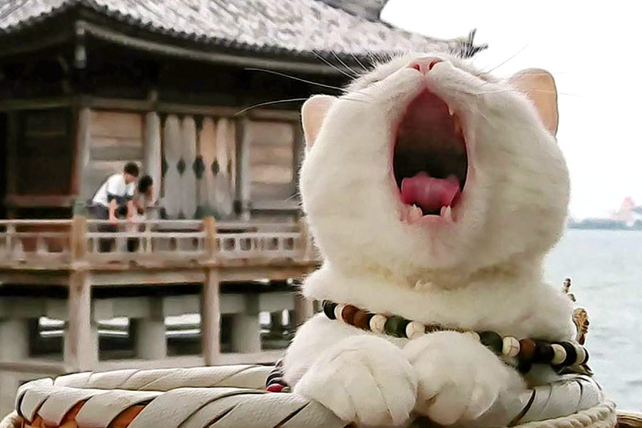 বিড়ালদের সম্মান জানাতে তৈরি এই মন্দির রয়েছে উদীয়মান সূর্যের দেশে। জাপানের কিয়োটোতে মন্দিরটি রয়েছে।