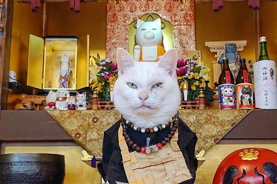 জাপানি ভাষায় এই মন্দিরের নাম ‘ন্যান ন্যান জি’। ইংরেজিতে একে ‘মিউ মিউ’ মন্দিরও বলা হয়।