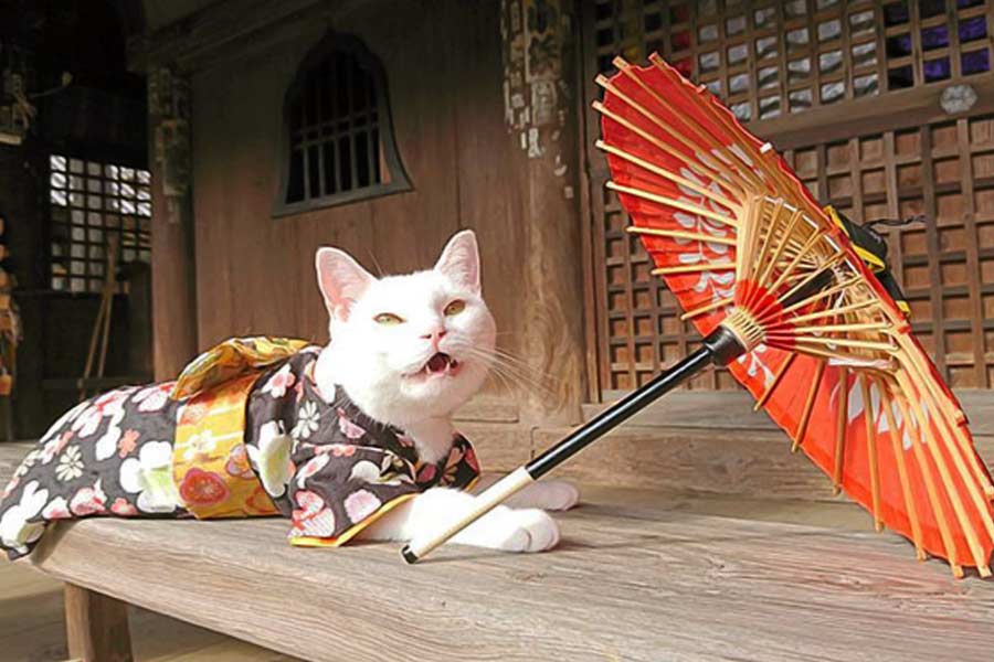 এমন মন্দিরের কথা শোনার পর স্বাভাবিক ভাবেই মাথায় চিন্তা ঘুরবে যে, এমন একটা জায়গা না জানি কত বিড়ালের আস্তানা হবে। সত্যিই এই মন্দির অসংখ্য বিড়ালের বাস।