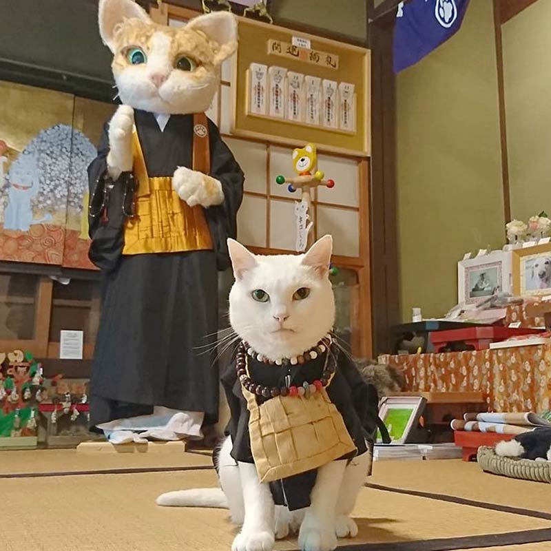 ‘মিউ মিউ’ মন্দিরের প্রধান বিড়াল সন্ন্যাসীর নাম ‘কোয়ুকি’। কিয়োটোর এই বিড়াল মন্দিরে প্রবেশ করলে দেখা মেলে কোয়ুকির। দু’পায়ে দাঁড়িয়ে এবং ল্যাজ নেড়ে অতিথিদের উষ্ণ অভ্যর্থনা জানাতেও দেখা যায় তাকে।