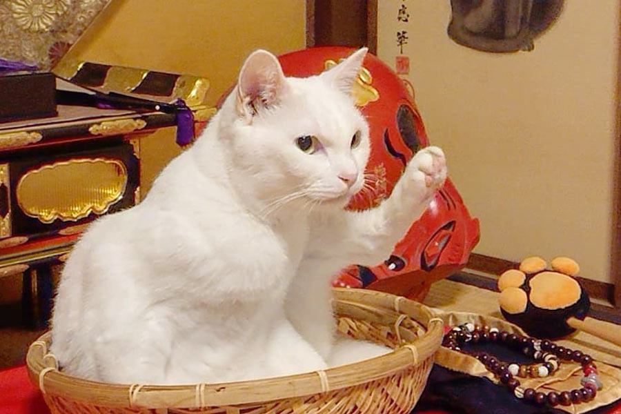 এক সংবাদমাধ্যমের সঙ্গে কথা বলার সময় কোয়ুকির মালিক বলেন, ‘‘২০১৬ সালে এই মন্দিরটি চিত্রশিল্পী তোরু কায়া চালু করেছিলেন। তাঁর প্রিয় বিড়ালের স্মরণে এই মন্দির তৈরি করা হয়েছিল। তোরু কায়া মূলত মন্দিরের চিত্রশিল্পী ছিলেন।’’