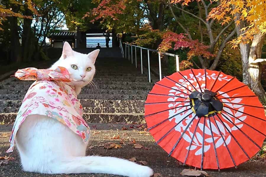 ‘মিউ মিউ’ মন্দিরে বিড়ালের অনেকগুলি মূর্তি এবং ছবি রয়েছে। মন্দিরে ভেট চড়ানোর ব্যবস্থাও রয়েছে। সেই ভেটসামগ্রী কিনতে পাওয়া যায় মন্দিরের ভিতরেই।