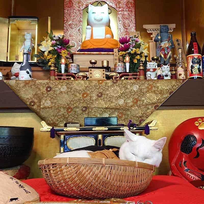 মন্দিরে কোয়ুকির সহকারী হিসাবে আরও ছ’টি বিড়াল কাজ করে। তারা হল ওয়াকা, চিন, আরুজি, রেন, কোনাতসু এবং চিচি।