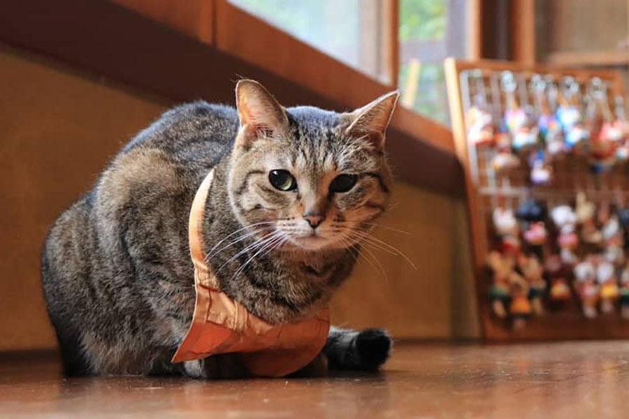 কোয়ুকির মালিক জানান, মন্দিরে ঘুরতে আসা ‘পুণ্যার্থী’রা মাঝেমধ্যেই বিড়ালদের সঙ্গে খেলা করেন।