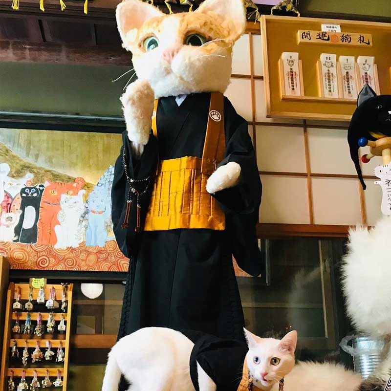 ‘মিউ মিউ’ মন্দিরে অনেকগুলি বিড়াল থাকলেও মিশুকে স্বভাব এবং হাবভাবের কারণে কোয়ুকিই সকলের কাছে প্রিয়।