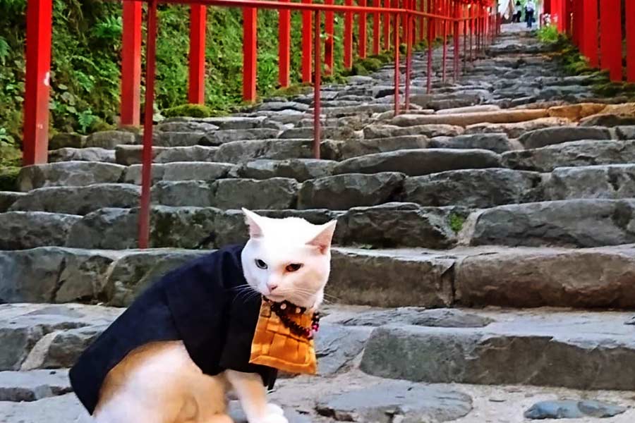 কারও যদি অদূর ভবিষ্যতে কিয়োটো যাওয়ার পরিকল্পমনা থাকে, তা হলে অবশ্যই ঘুরে আসতে পারেন ‘মিউ মিউ’ মন্দির থেকে।