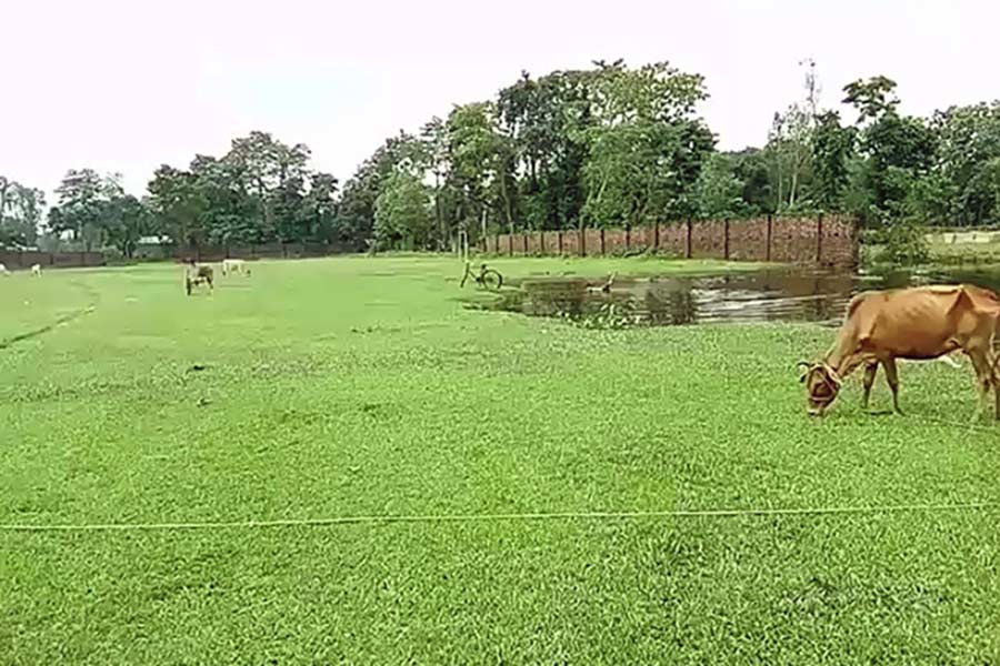 দিনহাটার পুঁটিমারিতে অর্ধসমাপ্ত স্টেডিয়াম। নিজস্ব চিত্র