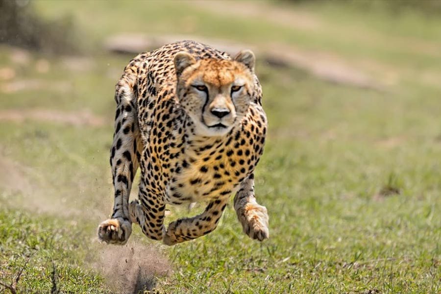 Cheetah fled from kuno