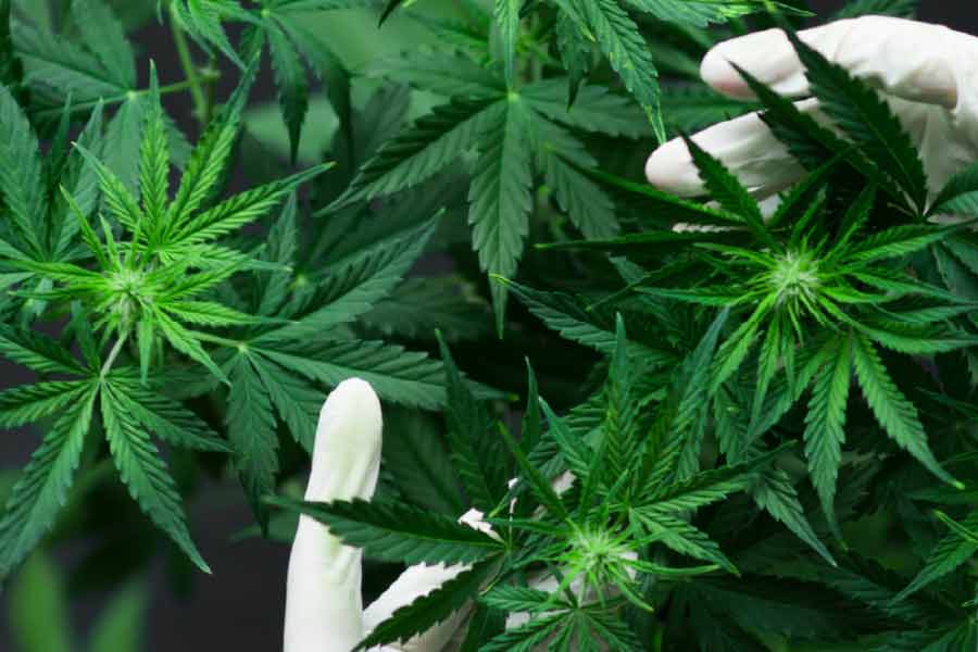 Himachal Pradesh may legalize cultivation of marijuana or cannabis, forms panel 