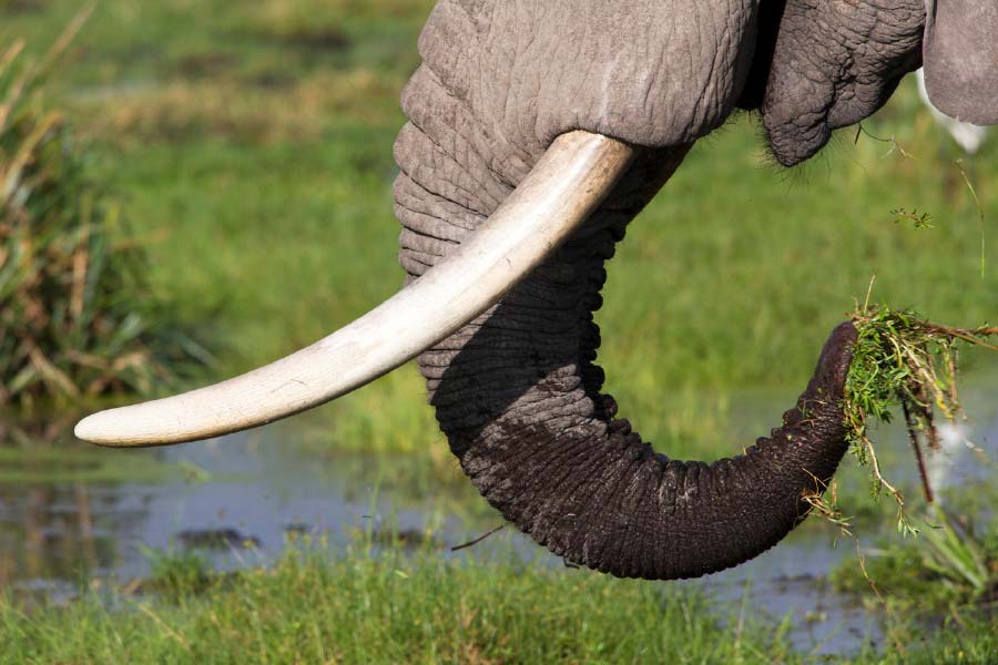 representative photo of elephant tusk