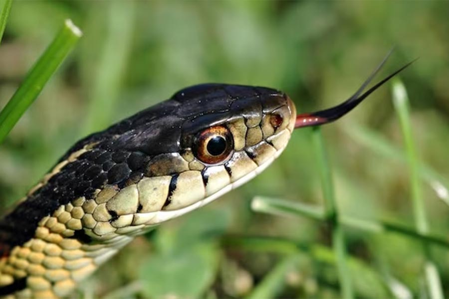 photo of snake.