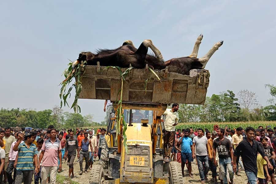 আটক করা হয় ঘাতক বাইসনটিকে।